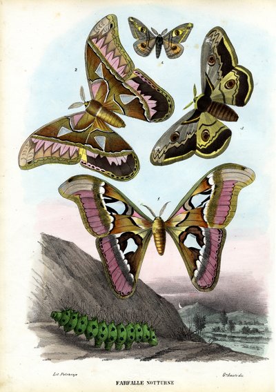 Butterflies, 1863-79 by Raimundo Petraroja